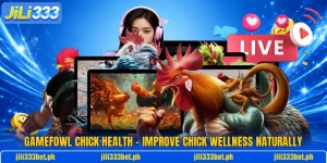 Gamefowl Chick Health – Improve Chick Wellness Naturally