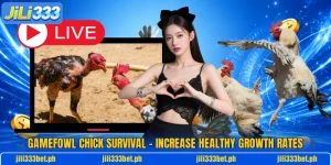 Gamefowl Chick Survival – Increase Healthy Growth Rates